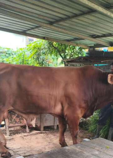 Presiden Prabowo Kembali Kurban di Bontang, Sapi 732 Kg Akan Disembelih di Masjid Al-Hijrah