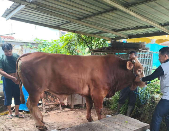 Presiden Prabowo Kembali Kurban di Bontang, Sapi 732 Kg Akan Disembelih di Masjid Al-Hijrah