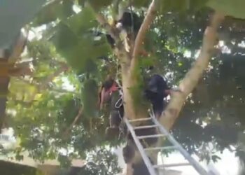 Aneh, Diduga Mabuk Seorang Pria Manjat Pohon Mangga Tak Turun-turun di Tanjung Laut