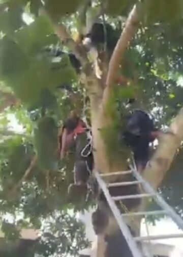 Aneh, Diduga Mabuk Seorang Pria Manjat Pohon Mangga Tak Turun-turun di Tanjung Laut