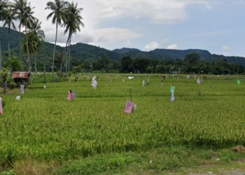 Cegah Alih Fungsi, BPN Larang Sertifikasi 753 Hektare Sawah Parepare Jadi Hunian