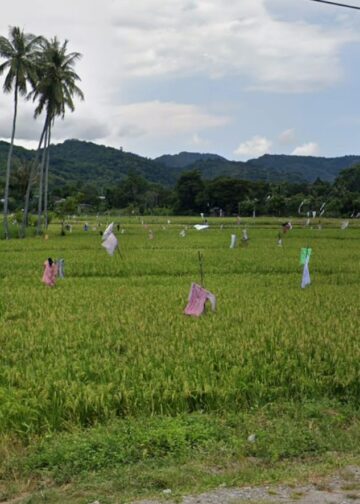 Cegah Alih Fungsi, BPN Larang Sertifikasi 753 Hektare Sawah Parepare Jadi Hunian