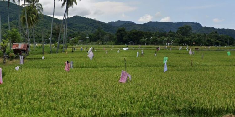 Cegah Alih Fungsi, BPN Larang Sertifikasi 753 Hektare Sawah Parepare Jadi Hunian