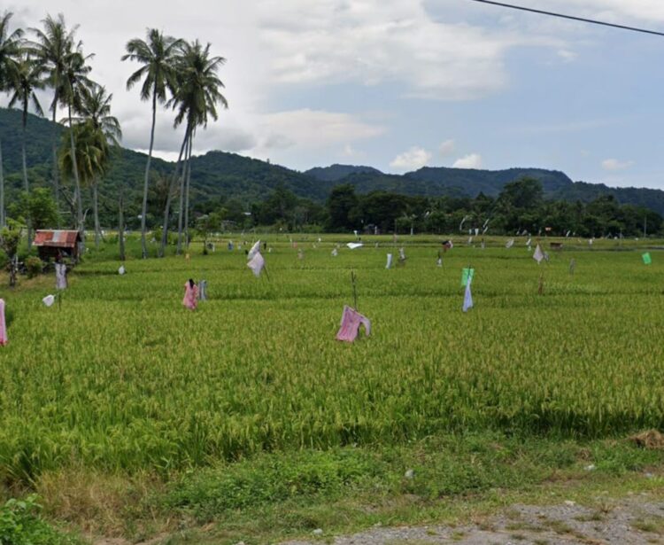 Cegah Alih Fungsi, BPN Larang Sertifikasi 753 Hektare Sawah Parepare Jadi Hunian